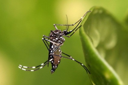 راهکارهای مقابله با یکی از مخوف ترین پشه‌های بیماری زا