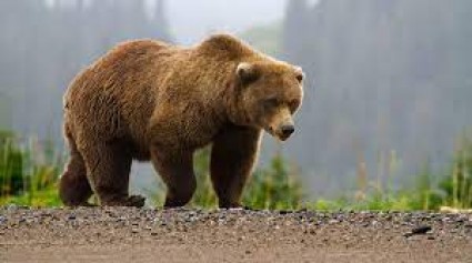 مشاهدهٔ خرس قهوه‌ای در منطقهٔ حفاظت‌شدهٔ اشترانکوه/فیلم