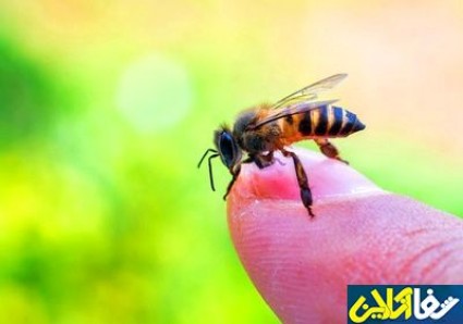کاربرد نیش زنبور برای درمان بیماری های صعب العلاج