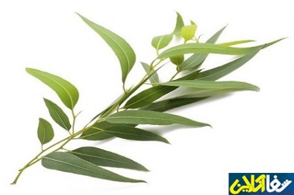 خواص دارویی گیاه اوکالیپتوس را بشناسید