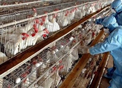 تلاش دانشمندان ایرانی برای تولید واکسن آنفلوآنزای فوق حاد پرندگان