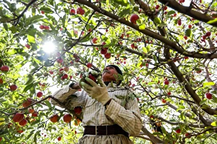 طلای سرخ مراغه در فصل برداشت /تصاویر