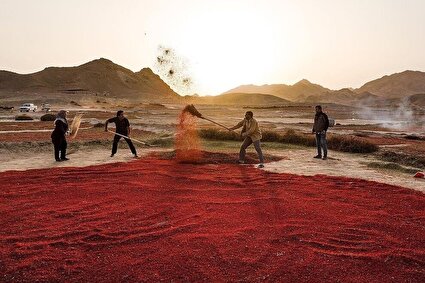 جادوی سرخ کویر؛ بزرگترین باغ زرشک جهان در افین/تصاویر