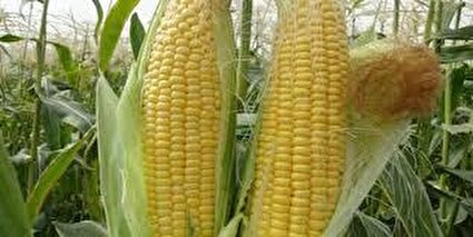 مزرعه زیبای ذرت در هشتگرد کرج/فیلم اختصاصی