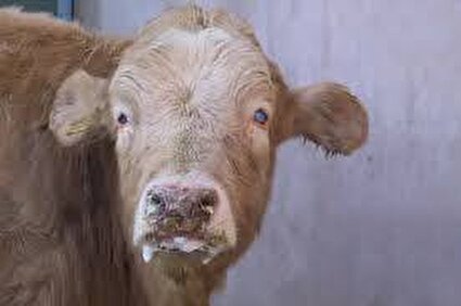 ورود دام آلوده به ایران