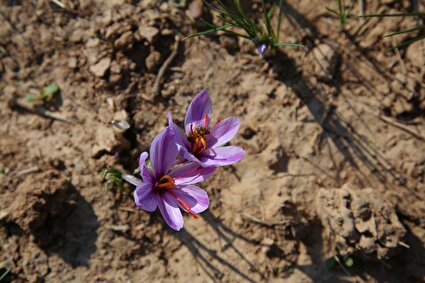 عطر طلای سرخ در دشتهای فاروج/تصاویر