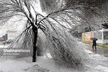 شکستگی درختان در مشهد بر اثر بارش برف /تصاویر