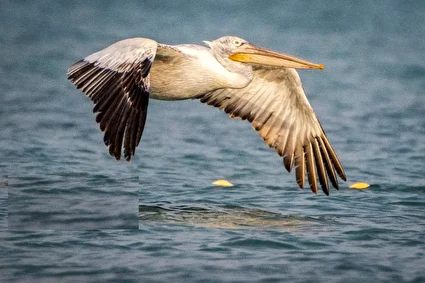 بازگشت غارغارک‌ها /تصاویر