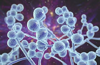 شیوع یک قارچ کشنده مقاوم در برابر دارو در ۶۱ کشور