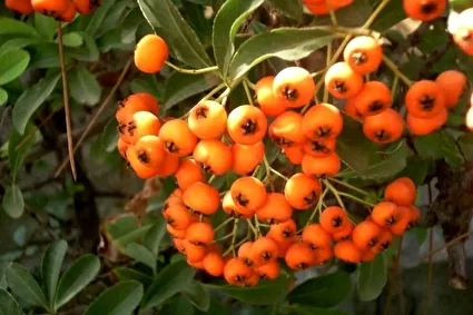 میوه‌ای کوچک و قرمز با خواص درمانی معجزه گر برای بدن!