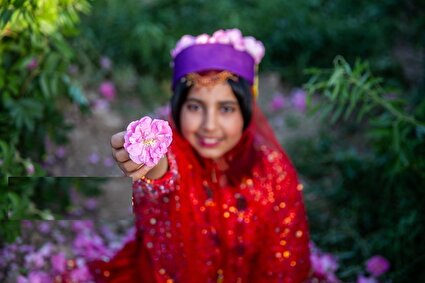 گل و گلاب میمند /تصاویر