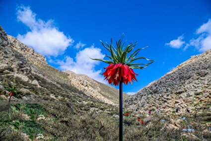 طبیعت بهاری «بیدکان» در چهارمحال و بختیاری /تصاویر
