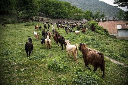 پشم‌چینی گوسفندان و تشک‌دوزی سنتی در سوادکوه /تصاویر