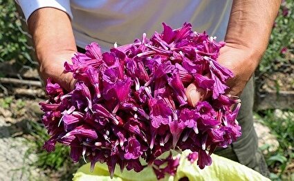 برداشت گل گاوزبان در اشکورات /تصاویر