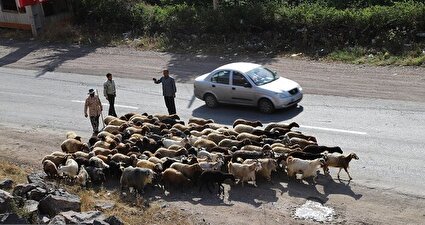 جاده چالوس در تسخیر احشام /تصاویر