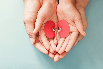 چگونه از کلیه‌های خود مراقبت کنیم؟/اینفوگرافیک