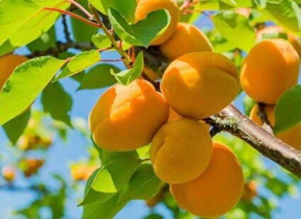 برداشت زردآلو در شهرستان سامان /تصاویر