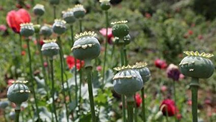 کاهش کشفیات تریاک، صنعت داروسازی را به دردسر انداخت