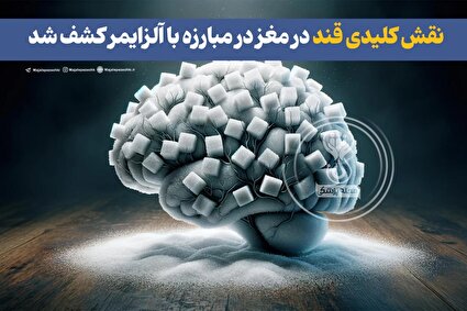 نقش کلیدی قند در مغز در مبارزه با آلزایمر کشف شد