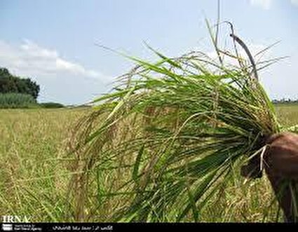 برداشت شالی، روستای منگلاب شهر بهنمیر/تصاویر