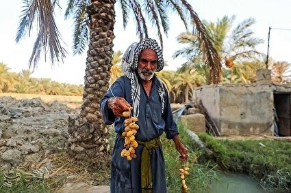 بازگشت زندگی به نخلستان‌های خوزستان /تصاویر
