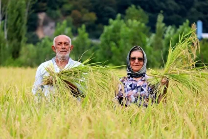 برداشت مکانیزه برنج در سوادکوه /تصاویر