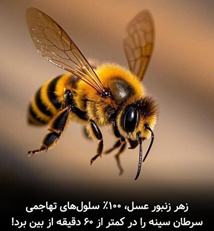معجزه زهر زنبور عسل در مقابله با سرطان
