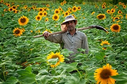 قطب تولید دانه‌های روغنی آفتابگردان /تصاویر