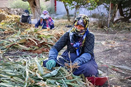 هنر سنتی «جاروبافی» در روستای ملاحسن /تصاویر