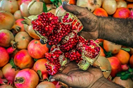 انارِ کُهمره سُرخی /تصاویر