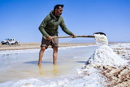 کال‌شور‌ بانمک /تصاویر