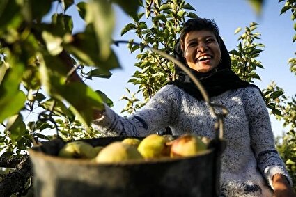 برداشت گلابی در باغات چناران /تصاویر