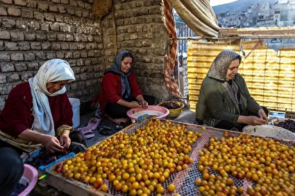 پایتخت آلوی ایران کجاست؟ /تصاویر