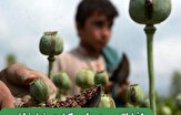 افشاگری درباره کشت خشخاش