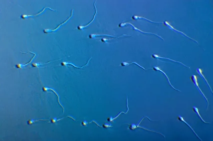 تاثیر رژیم غذایی پدر روی اسپرم و سلامت فرزند