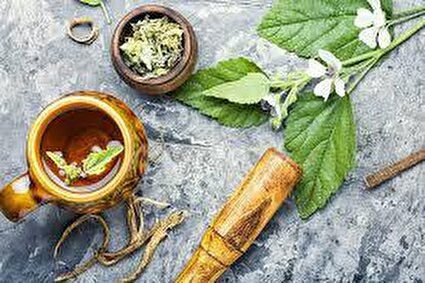 داروهای گیاهی معتبر و کم خطر را از چه راه هایی تهیه کنیم؟/فیلم