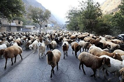 قرق کندوان برای عبور احشام /تصاویر