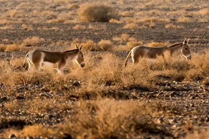پارک ملی کویر؛ امید گور ایرانی /تصاویر