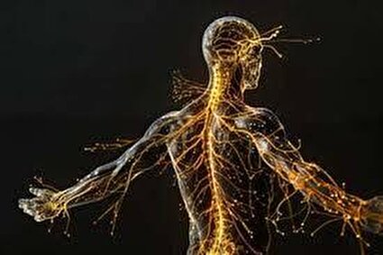 سیستم عصبی خودمختار تنظیم کننده بدن شما/فیلم