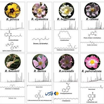کشف یک ترکیب شیمیایی منحصر به فرد در گلبرگ رزهای وحشی ایران در دانشگاه تهران