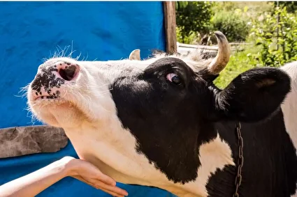 زنگ خطر کمبود لبنیات و گوشت به خاطر یک ویروس!