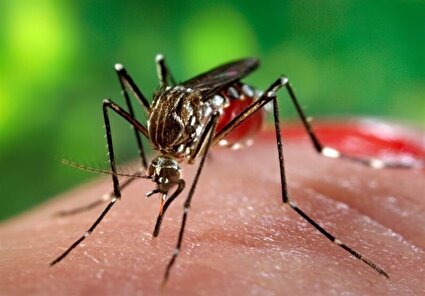 تب دنگی زیر پوست هرمزگان