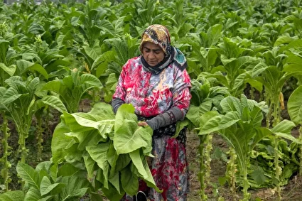 برداشت توتون در گلستان /تصاویر