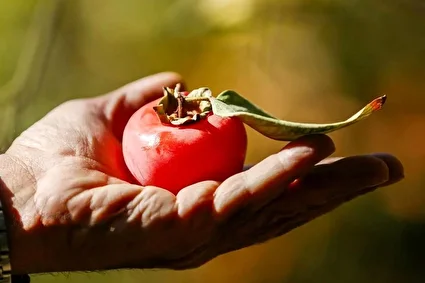 برداشت خرمالو از باغ‌های شیراز /تصاویر