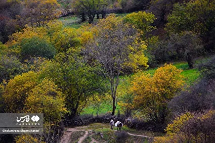 سمفونی رنگ‌های پاییزی در کوهستان چالوس /تصاویر