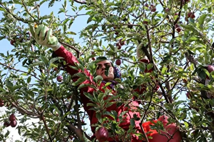 برداشت سیب از باغات مراغه /تصاویر