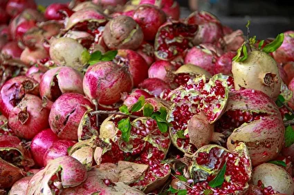 برداشت انار از باغ‌های کوهستانی پاوه /تصاویر