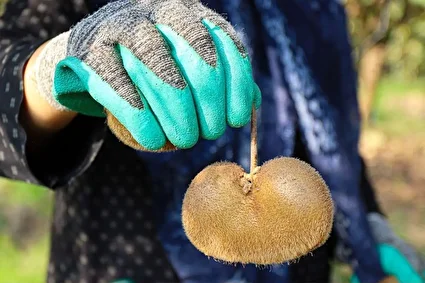 برداشت کیوی صادراتی در گیلان /تصاویر