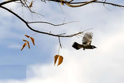 جلوه‌ای از پاییز باغ گلهای شیراز /تصاویر