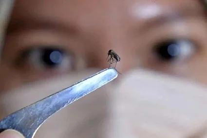 شناسایی ۲۰۵ فرد مبتلا به تب دنگی در هرمزگان